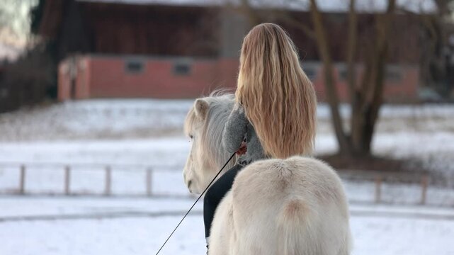 Young woman riding white Icelandic gelding bareback with neck ring on winter arena in lateral movement and collection