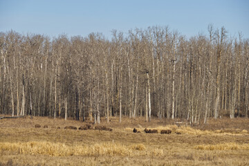 Plains Bison in the Distance