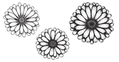 Calendula flower engraving illustration for herbal cosmetic branding