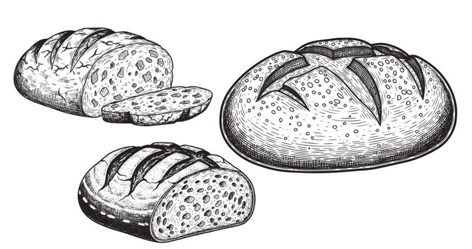 Bread loaf engraving illustration for bakery packaging and menu