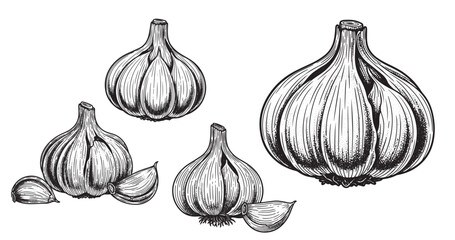 Garlic bulb engraving illustration for culinary packaging and branding