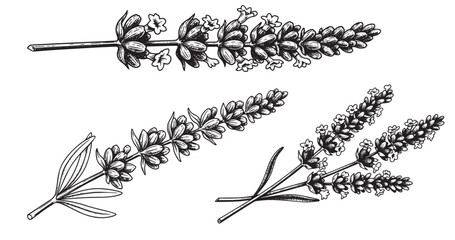 Lavender sprig engraving illustration for cosmetic branding