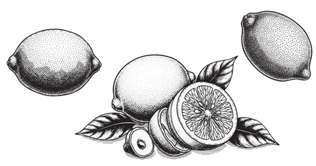 Lemon engraving illustration for beverage packaging and branding