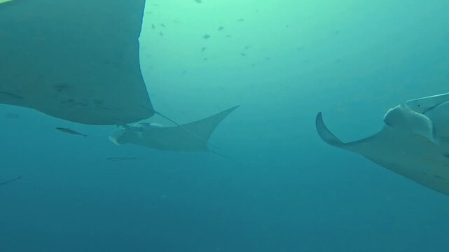 Oceanic manta rays gliding together in clear blue tropical water