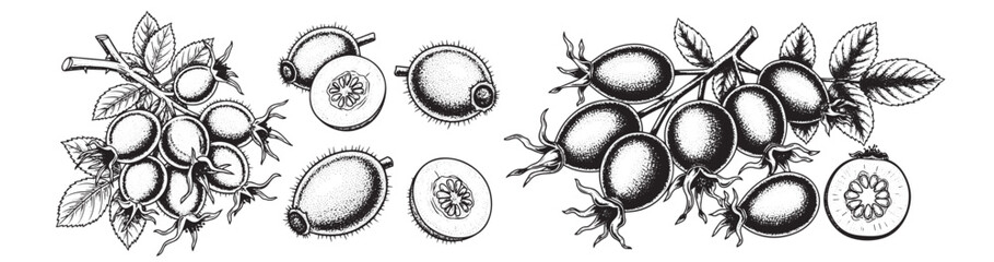 Rosehip fruit engraving illustration for skincare product packaging