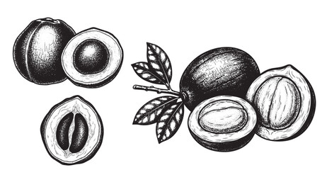 Shea nut engraving illustration for natural cosmetic packaging