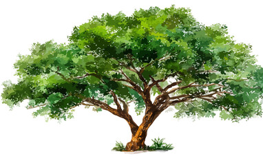 Akwarelowy rysunek bujnego drzewa liściastego z gęstą zieloną koroną na białym tle.