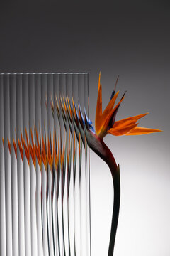 Bird of paradise flower with glass distortion