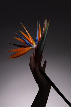 A striking bird of paradise flower held by a hand