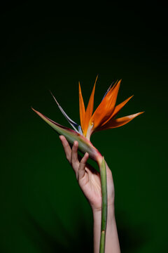 A delicate bird of paradise flower held in a hand