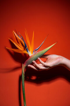 A hand gently cradles a stunning bird of paradise flower against red