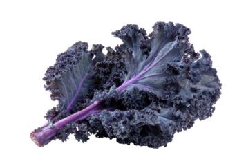 Curly purple kale leaves with pink stems, isolated against dark background