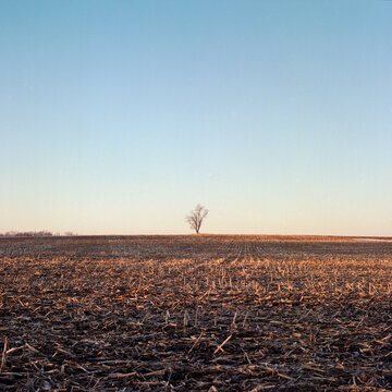Lone Tree in Harvested Field at Sunset, Wisconsin  