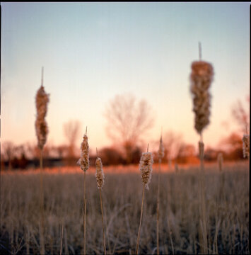 Cattails in a Field at Sunset  