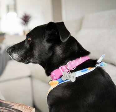 Portrait of a Mix Breed Dog in Natural Light