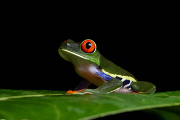 Obraz premium Red Eye tree frog