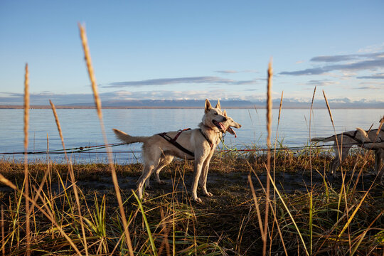 alaskanhusky in front of Knik Arm nexto to Anchorage 