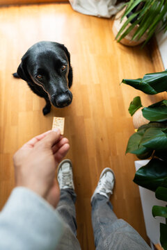 Black labrador dog looking up at owner holding treat
