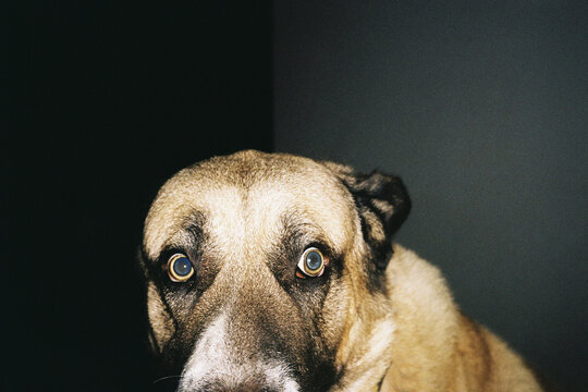 Close-Up of Dog Caught Surprised
