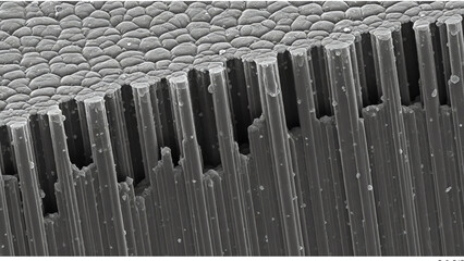 Macro Hair Like Structures