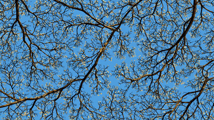 Obraz premium An overhead view of tree branches reaching towards a bright blue sky. The branches create an intricate pattern against the sky