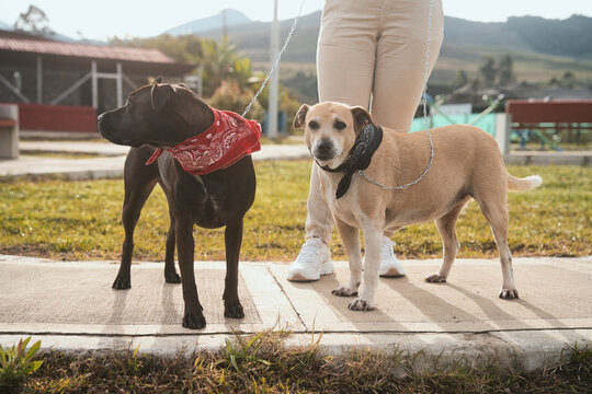 Dogs walking on leashes with owner in park