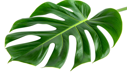 Lush, large, green leaf with holes and a prominent central vein against a black background
