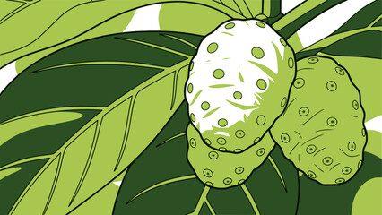 Stylized vector illustration of green noni fruits on a branch with lush leaves. Design for health supplement packaging, tropical botanical blog, or educational herbal poster. Transparent EPS version.