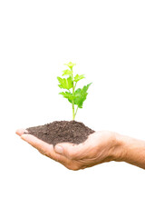 currant seedling in farm hands isolated on white background