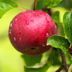 hanging apple among the foliage in the garden