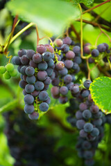 vine with ripe berries, blue grapes hanging in clusters