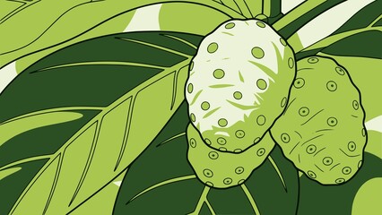 Stylized vector illustration of green noni fruits on a branch with lush leaves. Design for health supplement packaging, tropical botanical blog, or educational herbal poster. JPEG version.