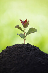 young plant in the soil on a blurred background of greenery