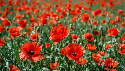 Obraz premium Red poppy flowers in full bloom a vibrant nature display
