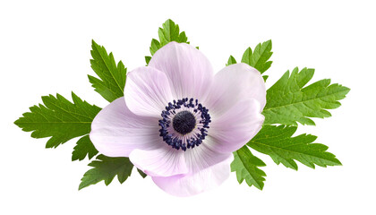 A delicate pale pink anemone with a dark center, surrounded by green, deeply cut leaves