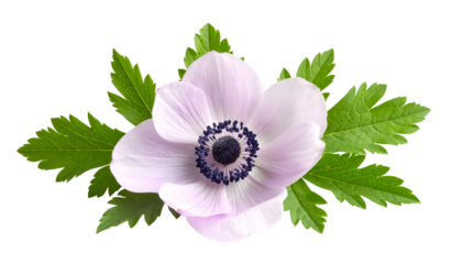 A delicate pale pink anemone with a dark center, surrounded by green, deeply cut leaves