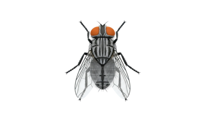 Close-up of a Flesh Fly with Striking Orange Eyes