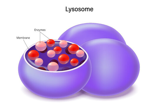 Lysosome structure. Anatomy of Lysosome. Organelle of eukaryotic cells. Cell biology. Digestive compartments.