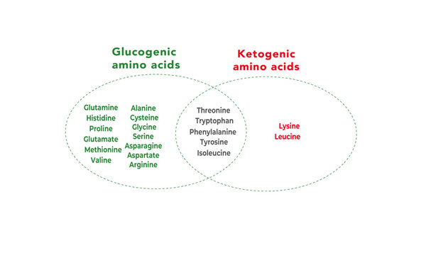 Glucogenic and ketogenic amino acids