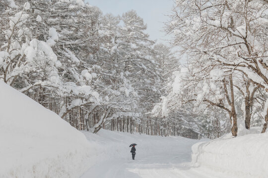 A Lone Figure with an Umbrella on a Snow-Covered Road in the Woods.