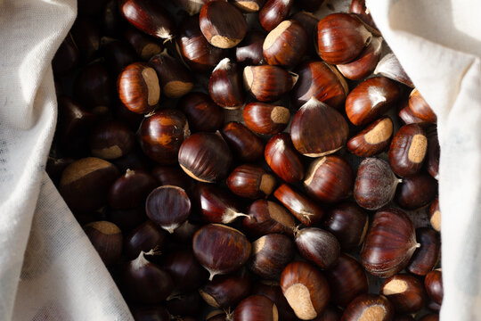Fresh Chestnuts Gathered in a Burlap Sack Ready for Roasting