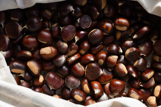 Fresh Chestnuts Gathered in Burlap Sack for Autumn Harvest