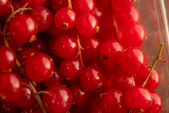 Vibrant Red Currants in a Clear Container Ready for Use