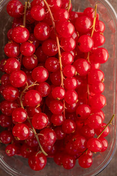 Fresh Red Currants in a Clear Container Ready for Use