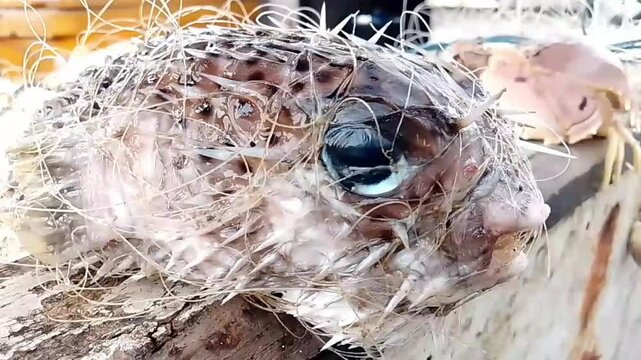 Close-up of a fish head tangled in fishing net on a wooden boat, illustrating bycatch, overfishing, and marine pollution in coastal fishing activities.