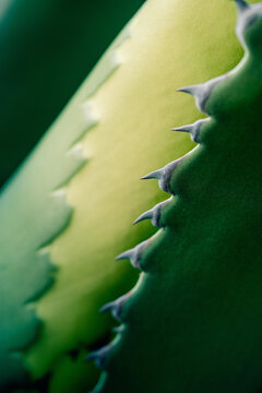 Close-up View of Green Succulent Plant With Sharp Edges and Textures