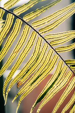Beautiful Fern Leaves With Intricate Patterns in Natural Light