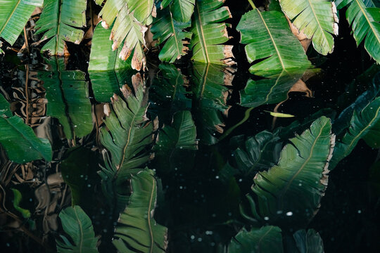 Lush Green Leaves Reflecting in Calm Water at Tropical Location