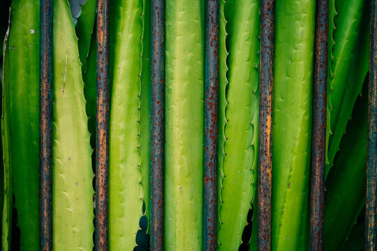 Green Leaves Growing Through Vintage Metal Bars in a Garden