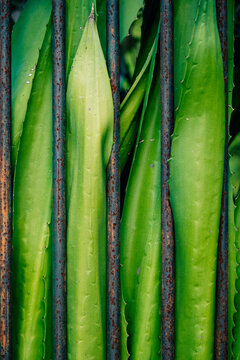 Green Leaves Growing Through Vintage Metal Bars in a Garden